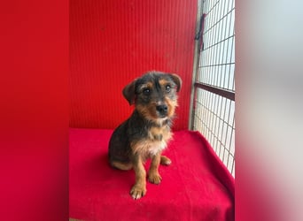 Gini, Rauhaardackel-Mix, Hündin, geb. am 01.01.2024, 30 cm, 7,5 kg