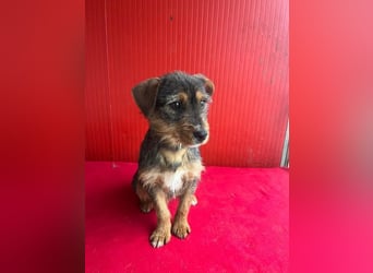 Gini, Rauhaardackel-Mix, Hündin, geb. am 01.01.2024, 30 cm, 7,5 kg