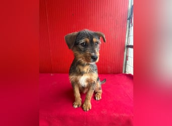 Gini, Rauhaardackel-Mix, Hündin, geb. am 01.01.2024, 30 cm, 7,5 kg