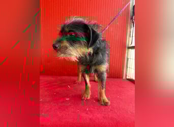 Manni, Rauhaardackel-Mix, Rüde, geb. am 15.11.2024, ca. 38 cm