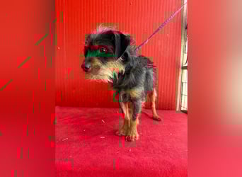 Manni, Rauhaardackel-Mix, Rüde, geb. am 15.11.2024, ca. 38 cm