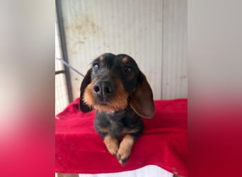 Franzl, Rauhaardackel, Rüde, geb. am 24.04.2022, 30 cm, 8,8 kg