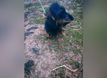 Poldi, Rauhaardackel, Rüde, 4 Jahre, ca. 30 cm