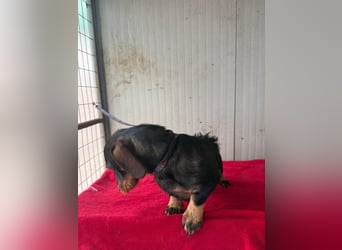 Franzl, Rauhaardackel, Rüde, geb. am 24.04.2022, 30 cm, 8,8 kg