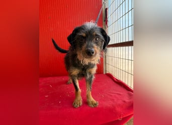 Manni, Rauhaardackel-Mix, Rüde, geb. am 15.11.2024, ca. 38 cm