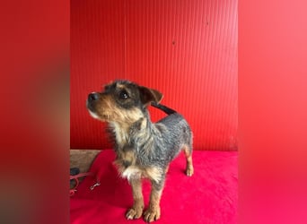 Gini, Rauhaardackel-Mix, Hündin, geb. am 01.01.2024, 30 cm, 7,5 kg