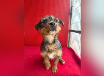 Gini, Rauhaardackel-Mix, Hündin, geb. am 01.01.2024, 30 cm, 7,5 kg