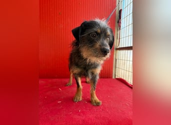 Manni, Rauhaardackel-Mix, Rüde, geb. am 15.11.2024, ca. 38 cm