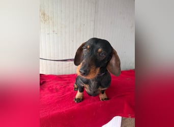 Franzl, Rauhaardackel, Rüde, geb. am 24.04.2022, 30 cm, 8,8 kg