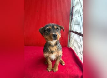 Gini, Rauhaardackel-Mix, Hündin, geb. am 01.01.2024, 30 cm, 7,5 kg