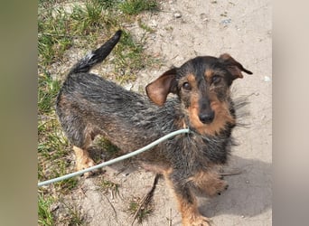 Kristen sucht eine Pflege- oder Endstelle