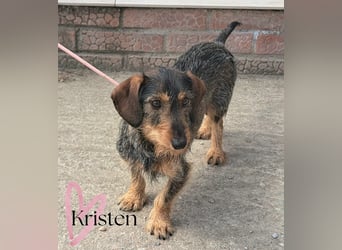 Kristen sucht eine Pflege- oder Endstelle