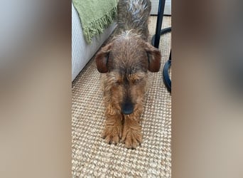 Dodo1 sucht Dackel Liebhaber