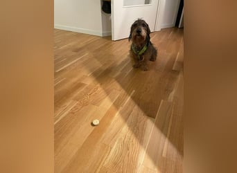 Dodo1 sucht Dackel Liebhaber