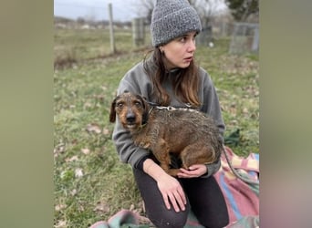 Dodo sucht Dackel Liebhaber