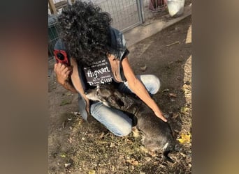 Tacsi hat sein Besitzer verloren