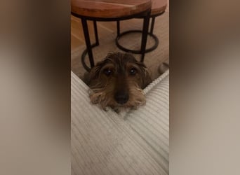 Dodo sucht Dackel Liebhaber