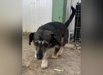 Tacsi hat sein Besitzer verloren