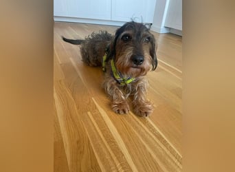 Dodo sucht Dackel Liebhaber