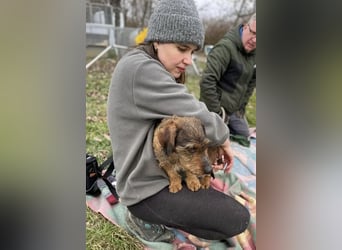 Dodo sucht Dackel Liebhaber