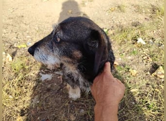 Tacsi hat sein Besitzer verloren