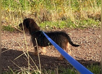 Dodo1 sucht Dackel Liebhaber