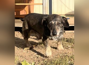 Tacsi hat sein Besitzer verloren