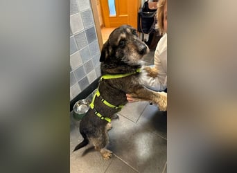 Tacsi hat sein Besitzer verloren