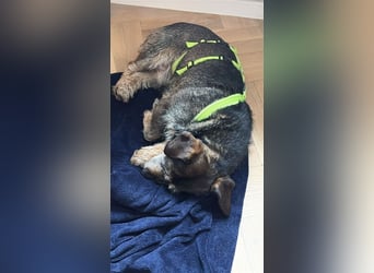 Tacsi hat sein Besitzer verloren