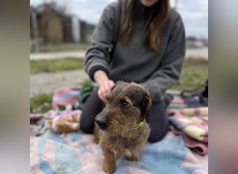 Dodo sucht Dackel Liebhaber