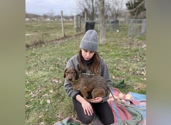 Dodo sucht Dackel Liebhaber