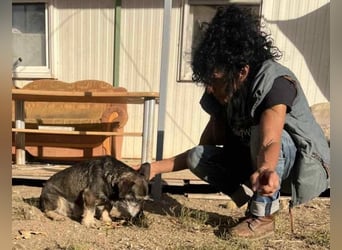 Tacsi hat sein Besitzer verloren