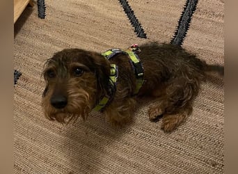 Dodo1 sucht Dackel Liebhaber