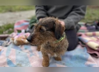 Dodo sucht Dackel Liebhaber