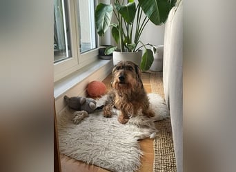 Dodo1 sucht Dackel Liebhaber