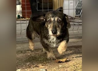 Tacsi hat sein Besitzer verloren