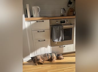 Dodo1 sucht Dackel Liebhaber