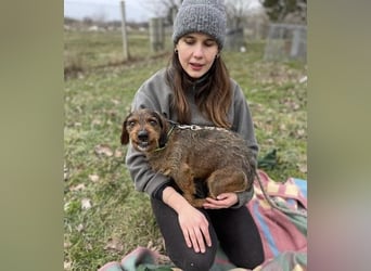 Dodo sucht Dackel Liebhaber