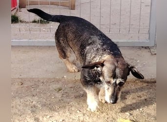 Tacsi hat sein Besitzer verloren