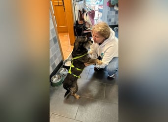 Tacsi hat sein Besitzer verloren