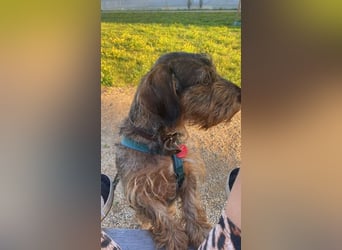 Dodo1 sucht Dackel Liebhaber