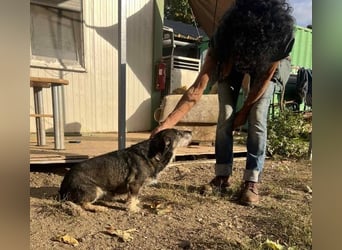 Tacsi hat sein Besitzer verloren