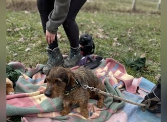 Dodo sucht Dackel Liebhaber