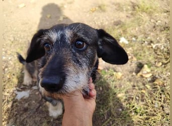 Tacsi hat sein Besitzer verloren