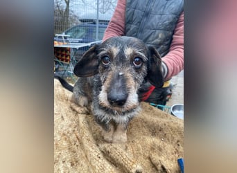 Tacsi hat sein Besitzer verloren