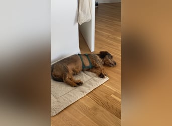 Dodo1 sucht Dackel Liebhaber