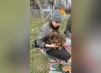 Dodo sucht Dackel Liebhaber