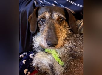 Tacsi hat sein Besitzer verloren