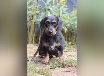 Brandy - sanfte Hundeseele sucht Geborgenheit