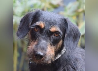 Brandy - sanfte Hundeseele sucht Geborgenheit